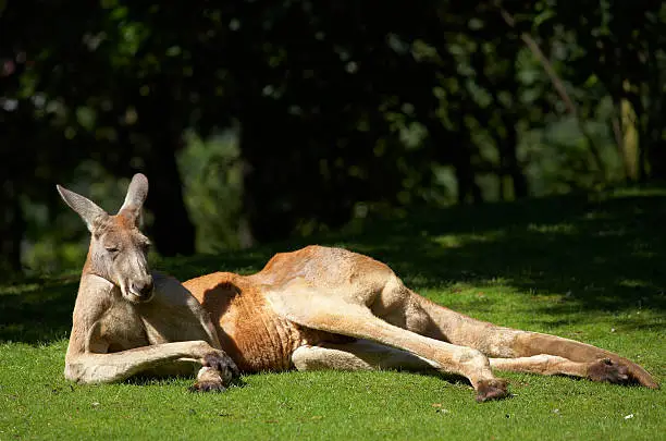 Photo of Adult kangaroo basking in the sunlight on green grass