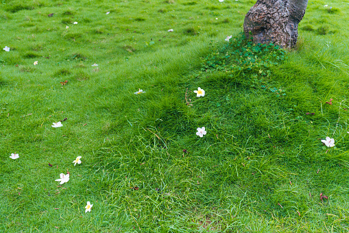 A lush green lawn with small flowers scattered on it.