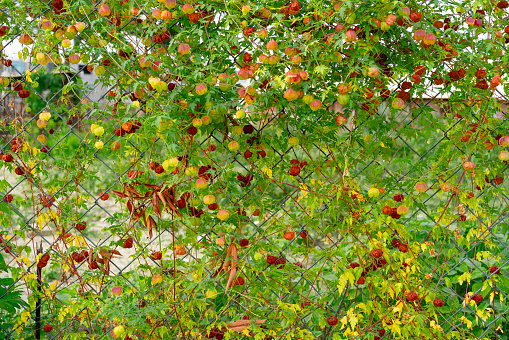 A wire fence covered in lesser balloon vine.