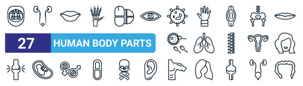 set of 27 thin line human body parts icons such as tonsil, two kidneys, big lips, hand showing palm, human lungs, fetus in an uterus, men shoulder, large intestine vector icons for mobile app, web set of 27 thin line human body parts icons such as tonsil, two kidneys, big lips, hand showing palm, human lungs, fetus in an uterus, men shoulder, large intestine vector icons for mobile app, web pelvis icon stock illustrations