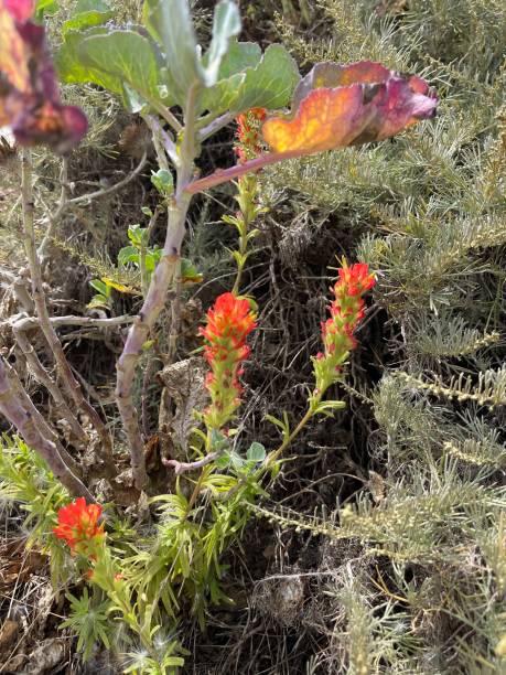 istock flowering plants by the sea 1564211343