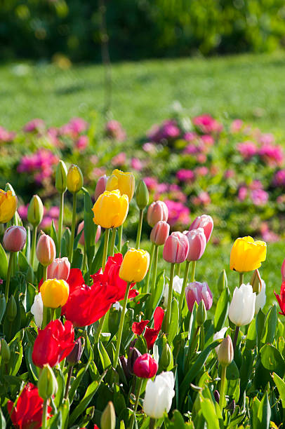 Different colored tulips in the gardens of city Istanbul, Turkey stock photo