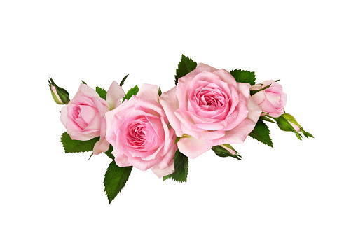 Pink rose flowers in a wave floral arrangement isolated on white