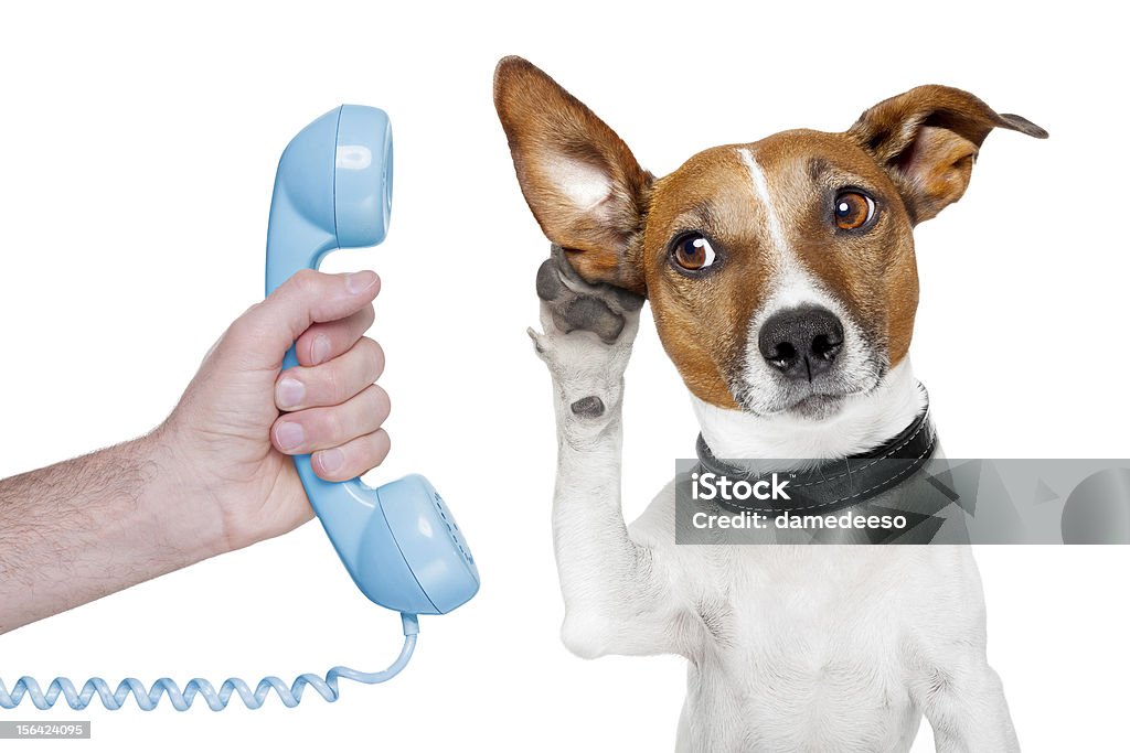 dog on the phone dog on the phone and looking  to the side and listening carefully Dog Stock Photo