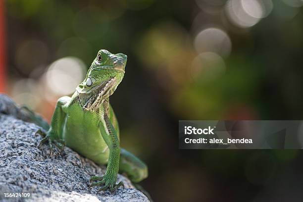 Green Lizzard - zdjęcia stockowe i więcej obrazów Aruba - Aruba, Bez ludzi, Dzikie zwierzęta