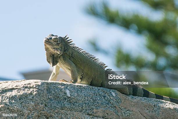 Lagarto En Roca Foto de stock y más banco de imágenes de Anfibio - Anfibio, Animal, Animal macho