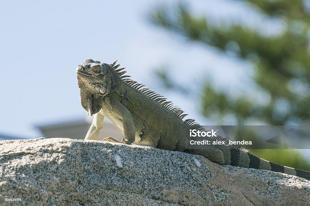 Lizard em uma rocha - Foto de stock de Anfíbio royalty-free