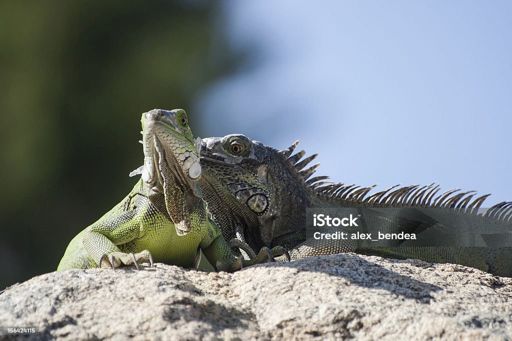 Dois Iguanas - Foto de stock de Aruba royalty-free