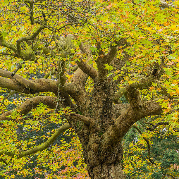 branching di sconto - autumn branch exbury exbury gardens foto e immagini stock