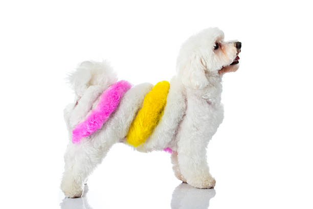 istock Adorable dog on white 156424673