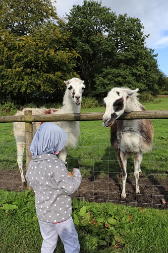 Little girl feeding Llama in the farm