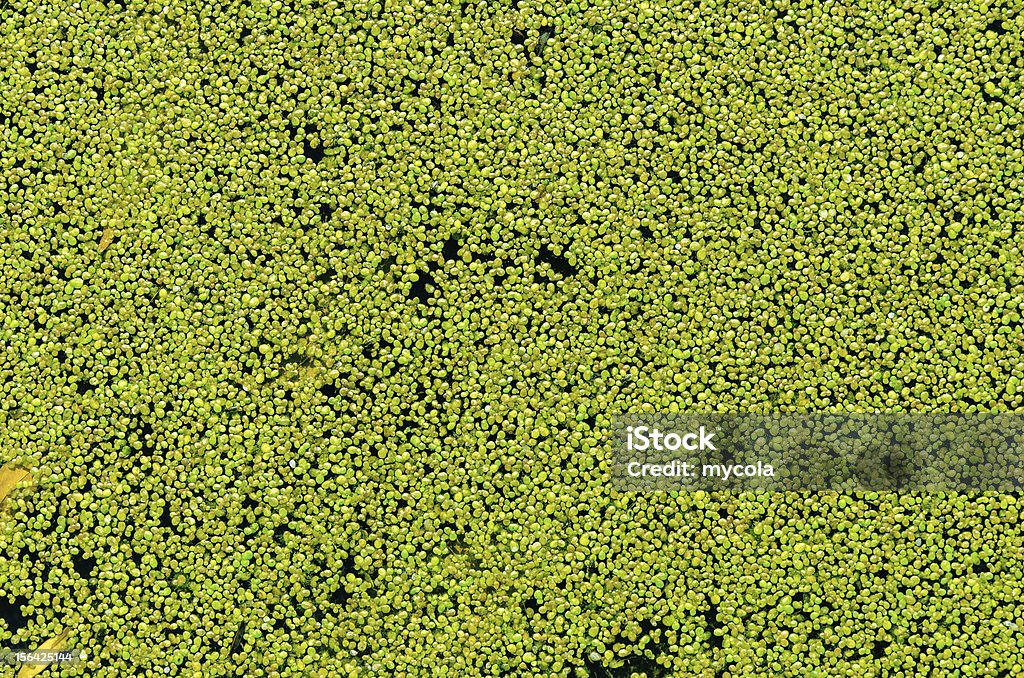 Lenteja de agua verde en el agua como fondo - Foto de stock de Abstracto libre de derechos