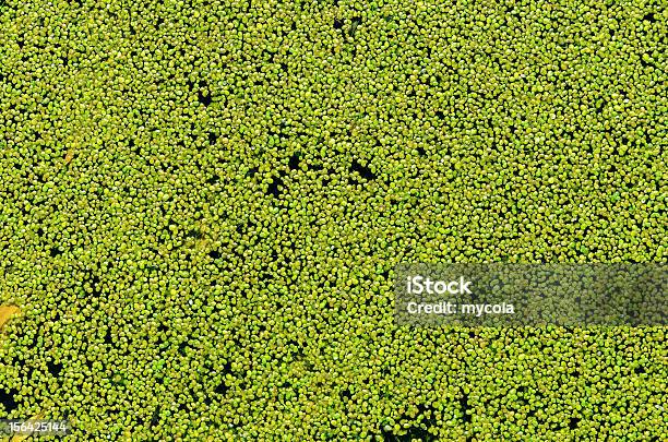 Lenteja De Agua Verde En El Agua Como Fondo Foto de stock y más banco de imágenes de Abstracto - Abstracto, Agua, Aire libre