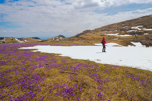 A senior woman, walking on the snow patch surrounded with blooming purple crocus flowers field  at spring time.  In background plateau Velika planina with traditionally made cottages, hills, snow and clouds on the blue sky.