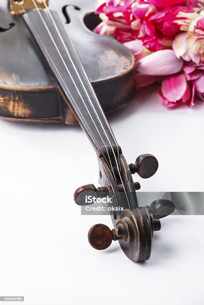 Black old violin Black old violin with tulips on white Close-up Stock Photo