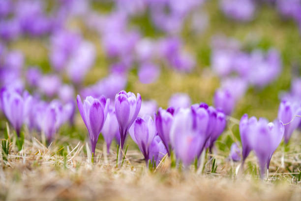 Vibrant lavender crocus blooms in sunlit field during springtime awakening.