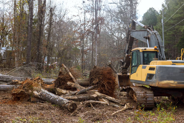 un trabajador está arrancando árboles en el bosque con excavadora para hacer espacio para la casa. - tree removing house damaged fotografías e imágenes de stock