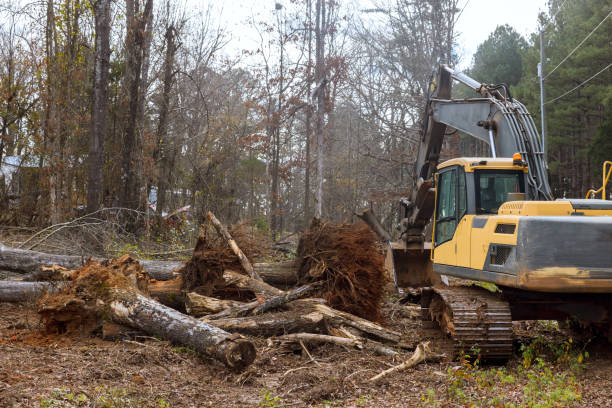 istock A Worker is uprooting trees in forest with excavator to make space for house. 1564253123