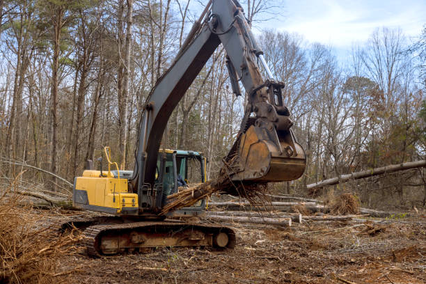 istock Worker to uproot trees in a forest, using an excavator to prepare ground for construction of house. 1564253129