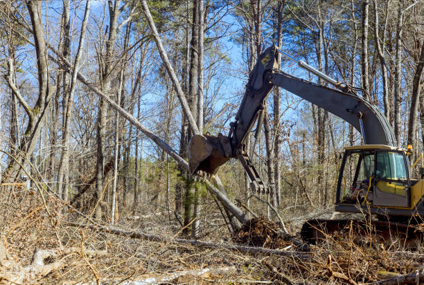 istock Using an excavator worker uproots trees that are growing in forest, preparing ground on which to build a house 1564253134
