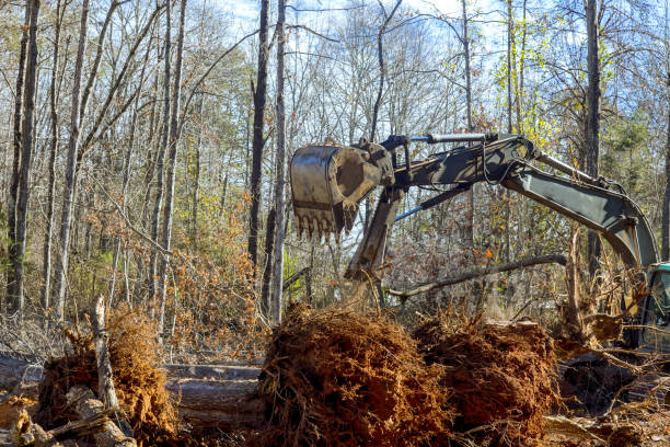 come risultato del lavoro di un escavatore, questo operaio ha sradicato alberi nella foresta in preparazione della costruzione di una casa. - tree removing house damaged foto e immagini stock