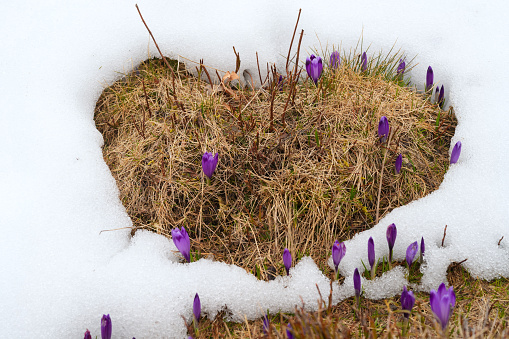 Blooming purple crocus flowers on meadow coming out from under the snow like from heart in spring time at Velika planina, Slovenia. Beautiful background.