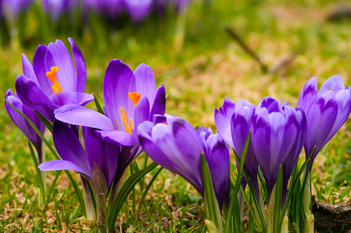 Purple crocus flowers in snow, awakening in spring to the warm gold rays of sunlight