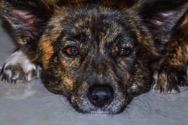 Close-up Of A Mix Of Multiple Breed Dog Head With A Bored Gaze, Resting Its Head On The Floor
