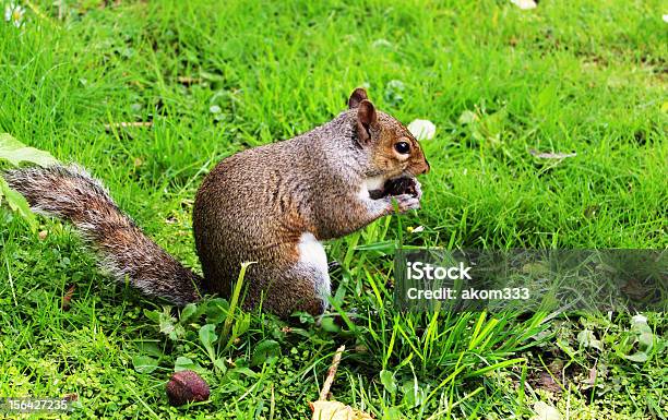 그레이 Squirrel 견과에 대한 스톡 사진 및 기타 이미지 - 견과, 공원, 다람쥐