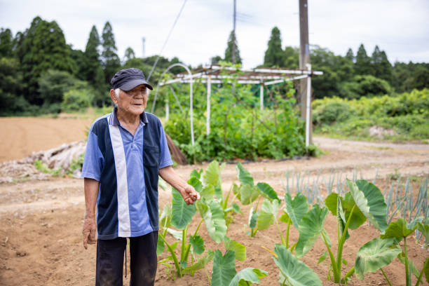 istock Senior farmer working in his farm 1564276582
