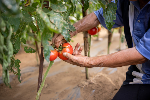 Close-up of senior farmer harvesting tomatoes in greenhouse