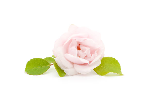 istock Beautiful pink roses. 1564280225