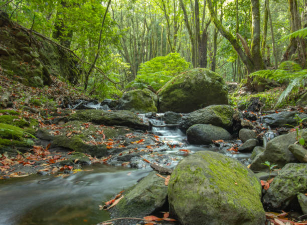 istock Little river in the middle of the forest 1564291380