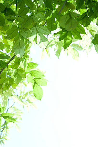 istock sunshine cross the green leaves 156429555