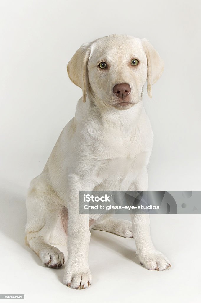 Cachorro Perro Labrador blanco - Foto de stock de Alerta libre de derechos