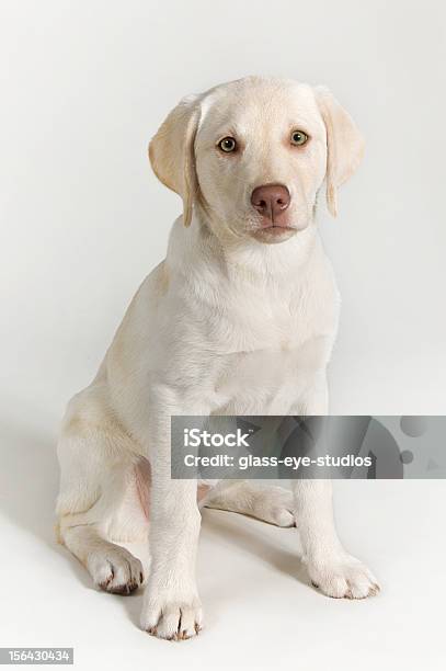 Cachorro Perro Labrador Blanco Foto de stock y más banco de imágenes de Alerta - Alerta, Animal, Animal joven
