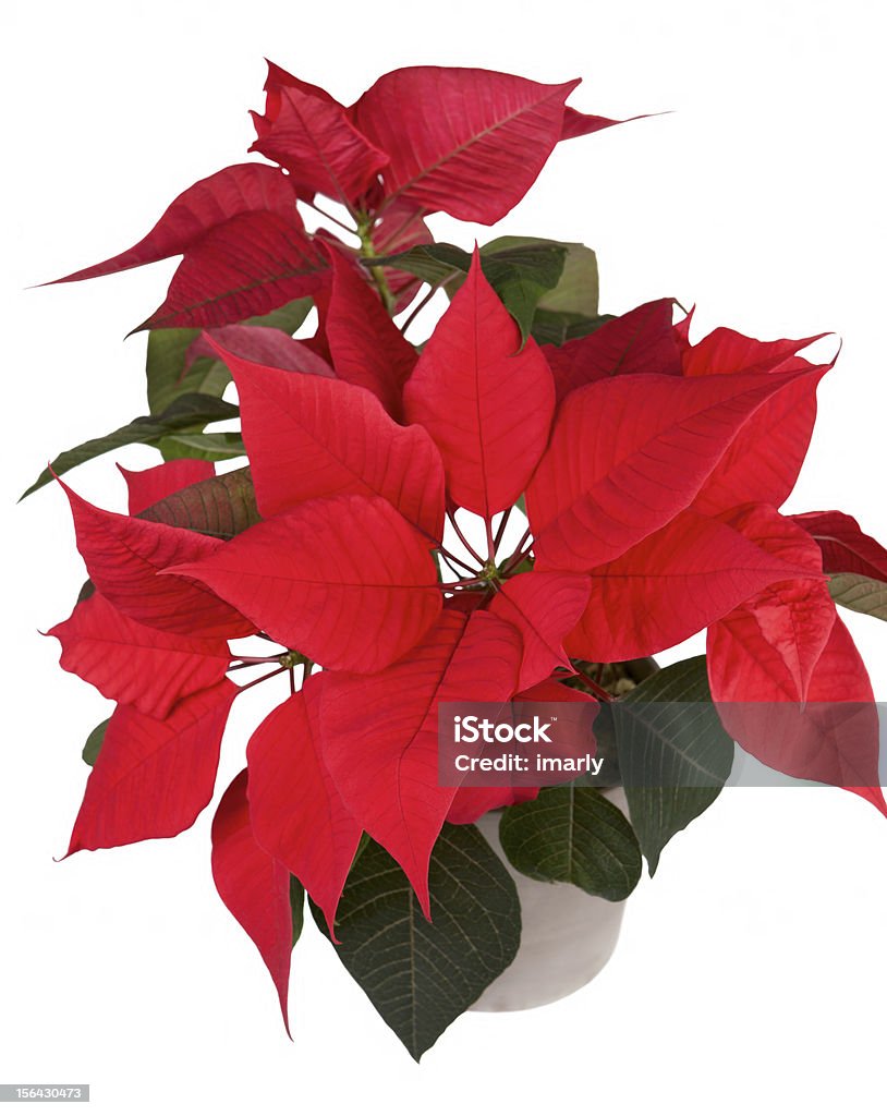 Fleur poinsettia de Noël - Photo de Arbre en fleurs libre de droits