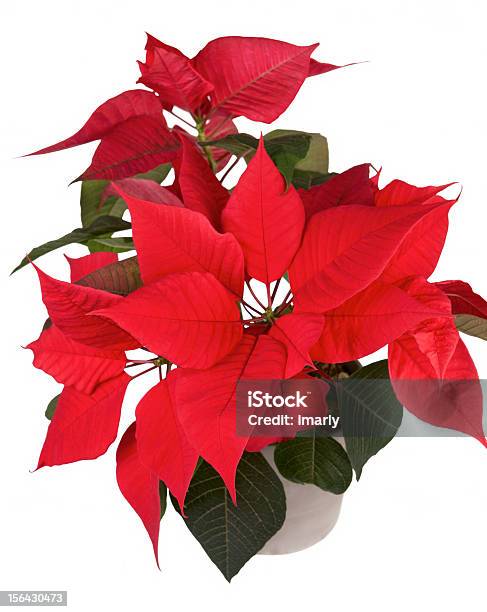 Photo libre de droit de Fleur Poinsettia De Noël banque d'images et plus d'images libres de droit de Arbre en fleurs - Arbre en fleurs, Cache-pot, Cadeau