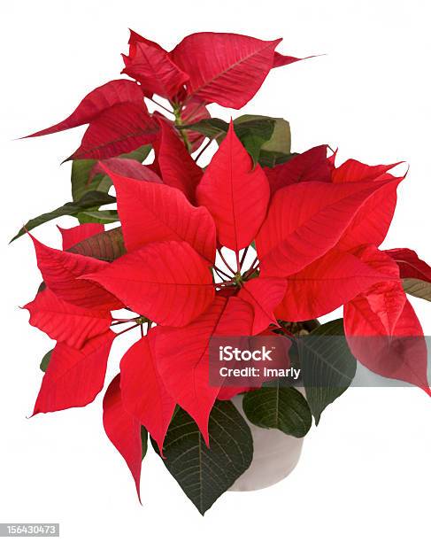Christmas Kwiat Poinsecja - zdjęcia stockowe i więcej obrazów Bez ludzi - Bez ludzi, Boże Narodzenie, Czerwony