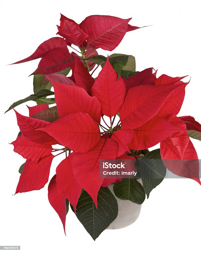 Рождественский цветок Пуансеттия - Стоковые фото Без людей роялти-фри