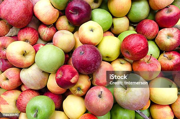 Photo libre de droit de Pommes Au Harvest banque d'images et plus d'images libres de droit de Agriculture - Agriculture, Aliment, Aliment cru