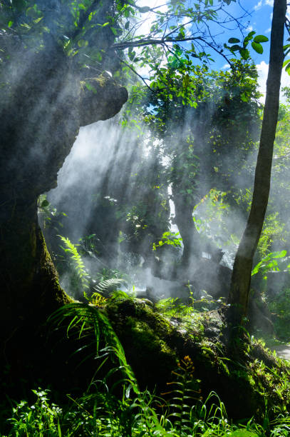 istock The garden is shady, cool and has light shining through the trees 1564309095