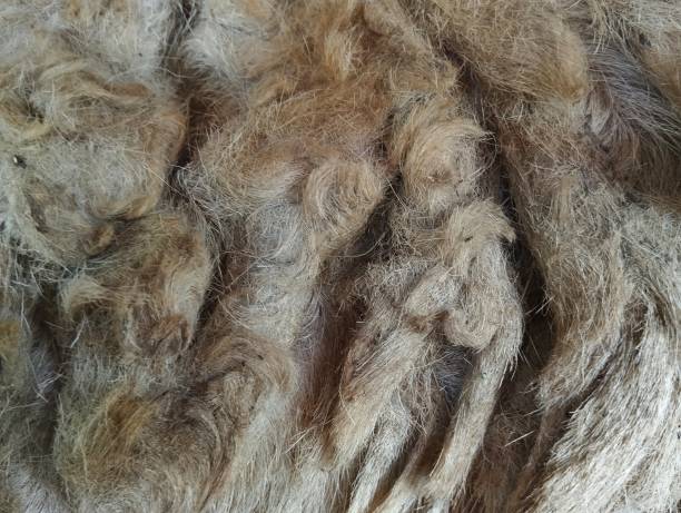 istock Abstract background of fleece 1564338731