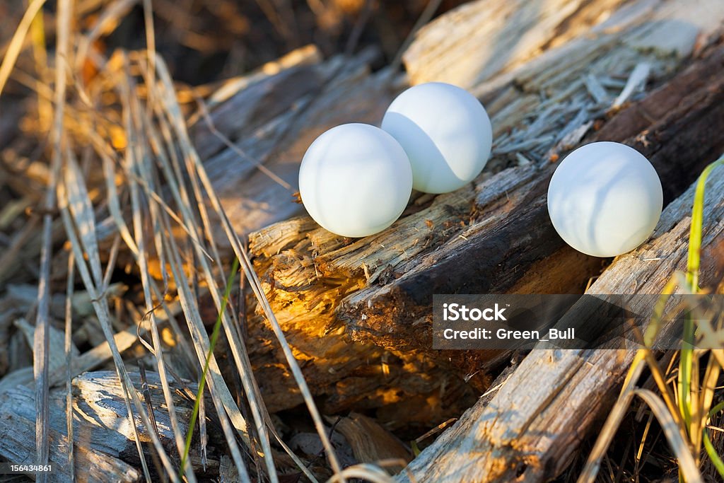 Tres ping pong bola en el bosque - Foto de stock de Blanco - Color libre de derechos