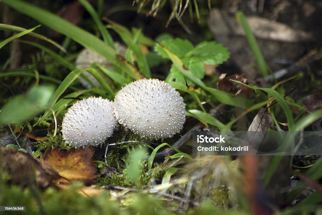 Lycoperdon perlatum - アルデンヌ県のロイヤリティフリーストックフォト
