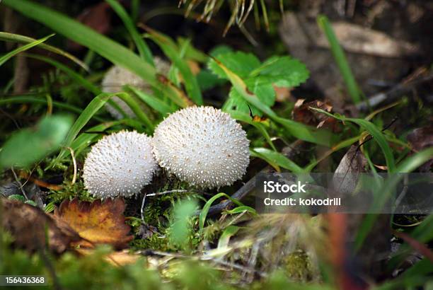 Lycoperdon Perlatum - アルデンヌ県のストックフォトや画像を多数ご用意 - アルデンヌ県, カビ, キノコ