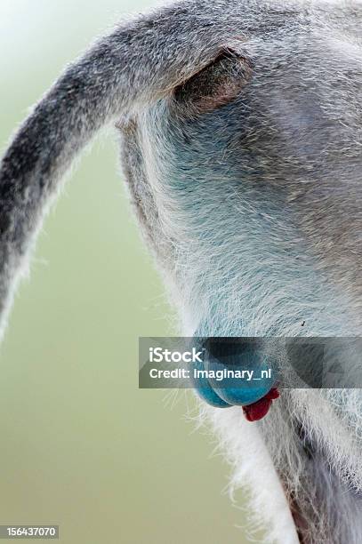 Foto de Nova Bolas Por Favor e mais fotos de stock de Macaco Vervet - Macaco Vervet, Azul, Nádega