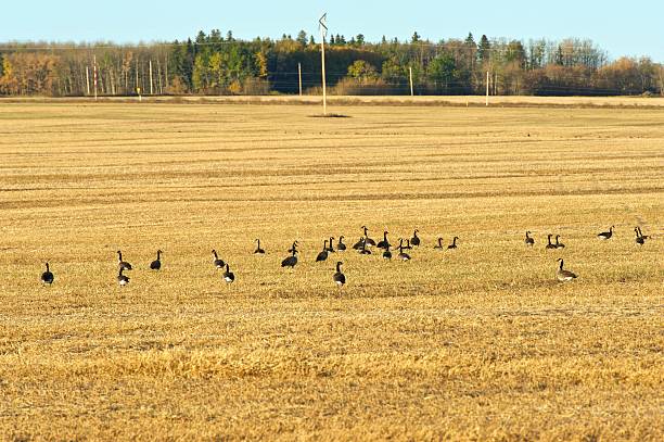 istock Canada geese in a field 156439127