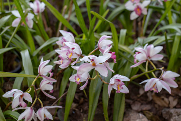 istock Close up photo of white orchids 1564395552