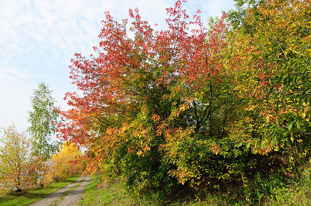 istock Autumn landscape in the park. 156440788